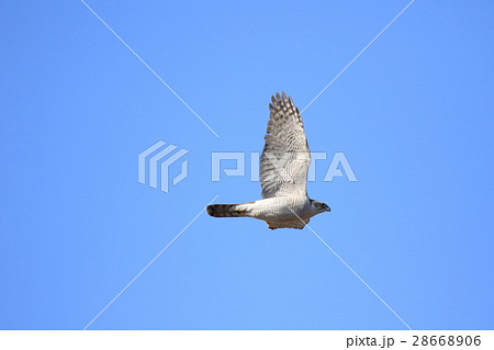 オオタカの飛翔 成鳥 の写真素材