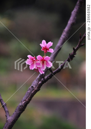 桜 さくら サクラ 28668982