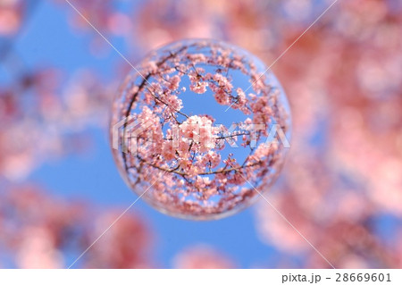 青空と河津桜を閉じ込めて 青空と河津桜を閉じ込めて 28669601
