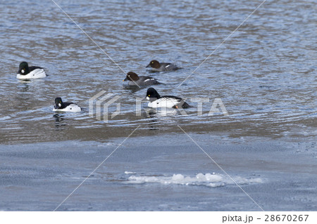 ホオジロガモ 28670267