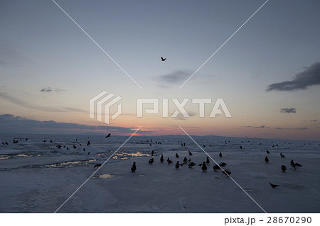 流氷原の夜明け 28670290