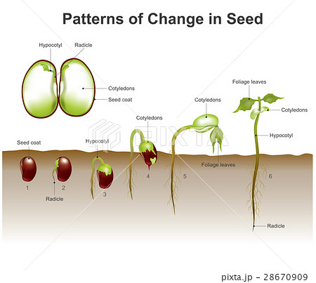 patterns of change in seed 28670909