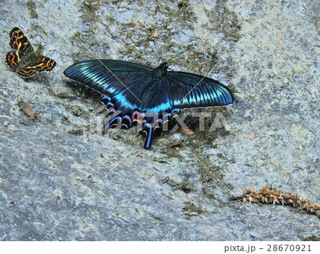 ミヤマカラスアゲハとサカハチチョウ ( 2016年春5月 福井県大野市 ) ミヤマカラスアゲハとサカハチチョウ ( 2016年春5月 福井県大野市 ) 28670921