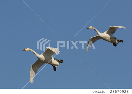 白鳥の飛翔 28670928