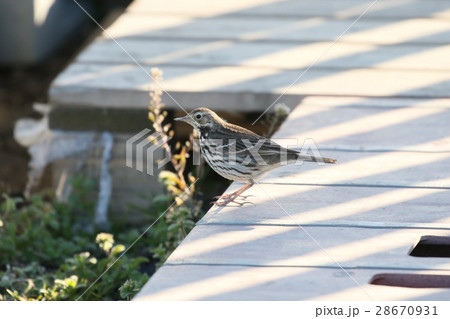 タヒバリ 28670931