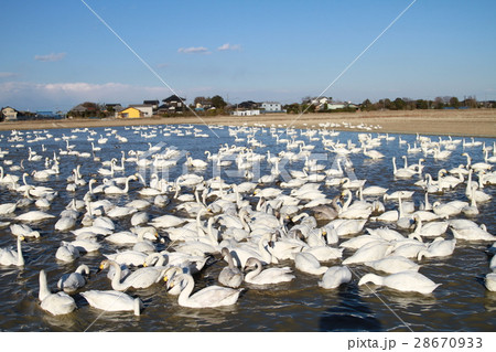 白鳥の群れ 28670933