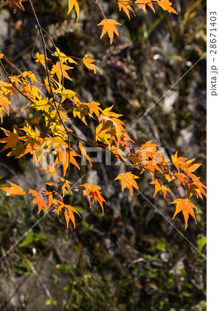 武田尾桜の園の紅葉 28671403