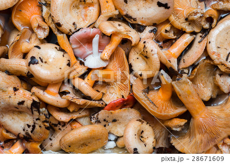 Orange mushrooms. Lactarius section Deliciosi Orange mushrooms. Lactarius section Deliciosi 28671609