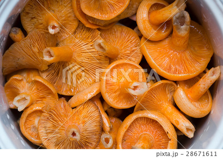 Orange mushrooms. Lactarius section Deliciosi Orange mushrooms. Lactarius section Deliciosi 28671611