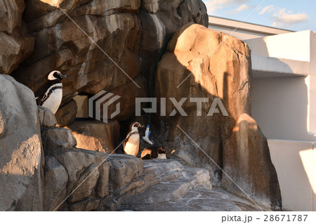 仙台・うみの杜水族館 仙台・うみの杜水族館 28671787