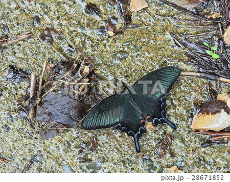 カラスアゲハ ( 2016年春5月 福井県大野市 ) カラスアゲハ ( 2016年春5月 福井県大野市 ) 28671852