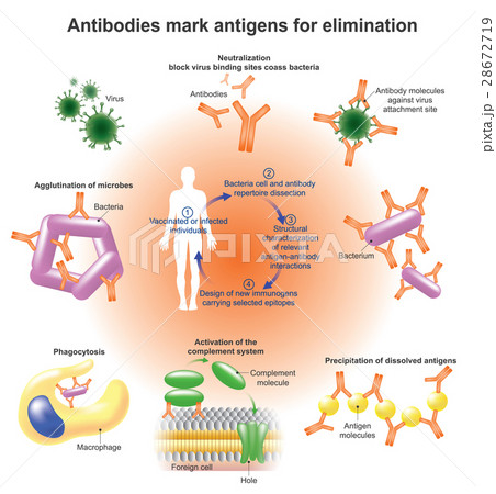 antibodies antibodies 28672719