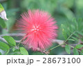 カリアンドラ・ハエマトケファラ 28673100