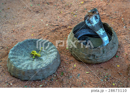 Cobra in a hamper 28673110