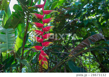 Hanging lobster claw or Heliconia rostrata Hanging lobster claw or Heliconia rostrata 28673132