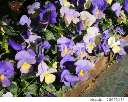 フラワー フラワー 28673133