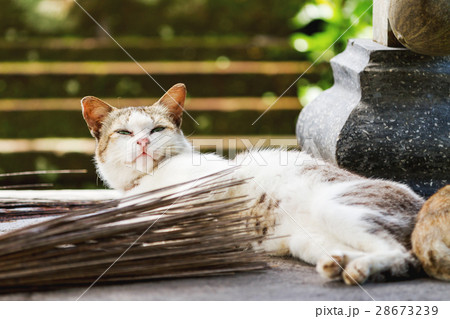 Stray cat in Taman Ayun temple, Bali. Stray cat in Taman Ayun temple, Bali. 28673239