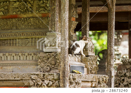 Stray cat in Taman Ayun temple, Bali, Indonesia. Stray cat in Taman Ayun temple, Bali, Indonesia. 28673240
