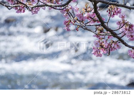 河津桜 河津町 河津桜 河津町 28673812
