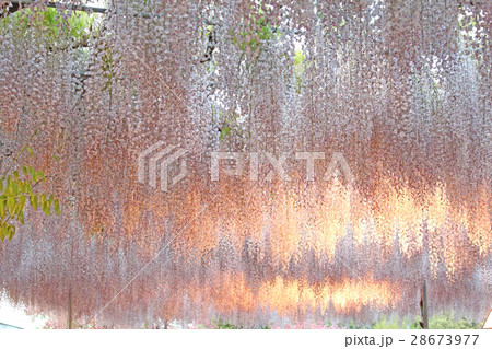 ピンク色の藤の花　ライトアップ　 28673977