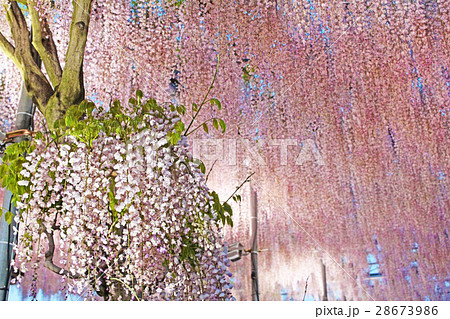 ピンク色の藤の花 ライトアップ の写真素材
