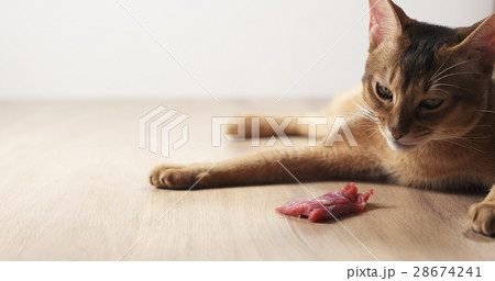 young abyssinian cat with meat on table 28674241