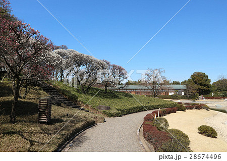 花田苑の梅の花と、こしがや能楽堂（2月）埼玉県越谷市 28674496