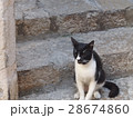ねこ 28674860