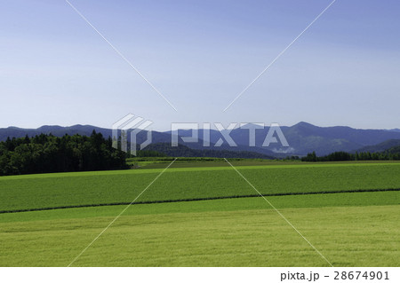 丘の風景　北落合　南富良野 28674901