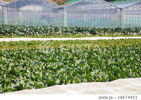 キャベツ　野菜　きゃべつ　農家　農業　TPP　葉物野菜　 28674951