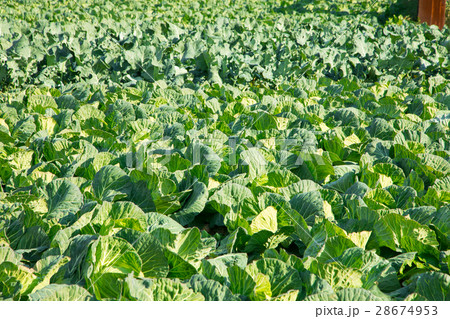 キャベツ　野菜　きゃべつ　農家　農業　TPP　葉物野菜　 28674953
