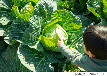 キャベツ　野菜　きゃべつ　農家　農業　TPP　葉物野菜　 28674954
