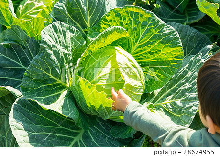 キャベツ　野菜　きゃべつ　農家　農業　TPP　葉物野菜　 28674955