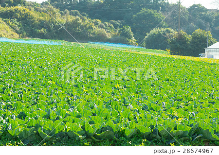 キャベツ　野菜　きゃべつ　農家　農業　TPP　葉物野菜　 28674967