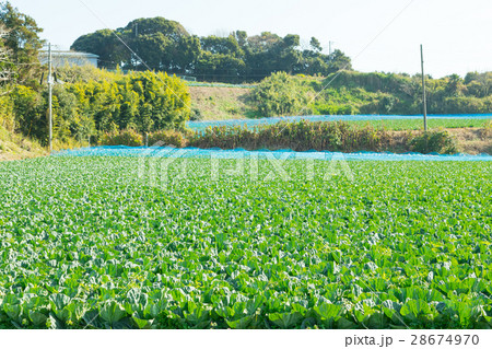 キャベツ　野菜　きゃべつ　農家　農業　TPP　葉物野菜　 28674970