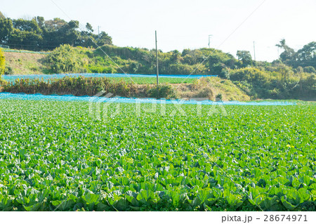 キャベツ 野菜 きゃべつ 農家 農業 TPP 葉物野菜 キャベツ 野菜 きゃべつ 農家 農業 TPP 葉物野菜 28674971