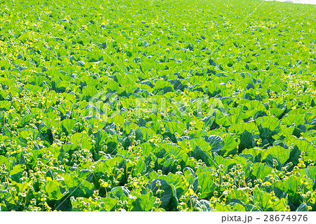 キャベツ　野菜　きゃべつ　農家　農業　TPP　葉物野菜　 28674976