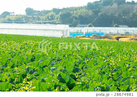 キャベツ　野菜　きゃべつ　農家　農業　TPP　葉物野菜　 28674981