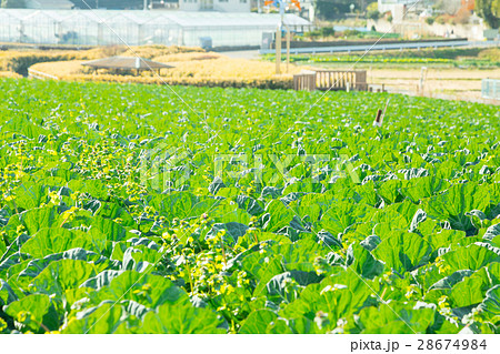 キャベツ　野菜　きゃべつ　農家　農業　TPP　葉物野菜　 28674984