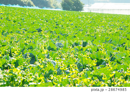 キャベツ　野菜　きゃべつ　農家　農業　TPP　葉物野菜　 28674985
