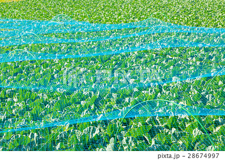 キャベツ　野菜　きゃべつ　農家　農業　TPP　葉物野菜　 28674997