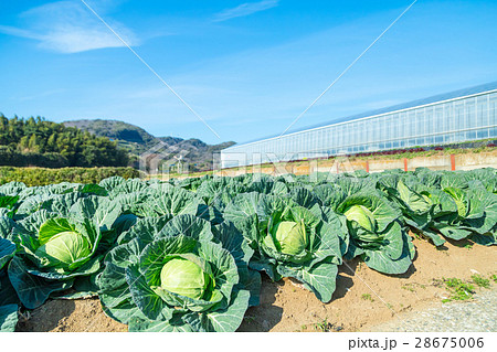 キャベツ　野菜　きゃべつ　農家　農業　TPP　葉物野菜　 28675006