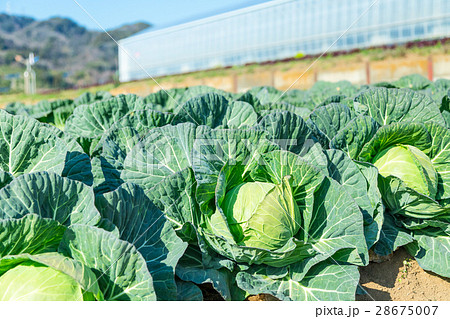 キャベツ　野菜　きゃべつ　農家　農業　TPP　葉物野菜　 28675007
