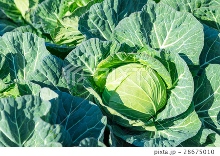 キャベツ　野菜　きゃべつ　農家　農業　TPP　葉物野菜　 28675010