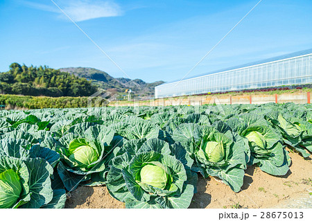 キャベツ　野菜　きゃべつ　農家　農業　TPP　葉物野菜　 28675013