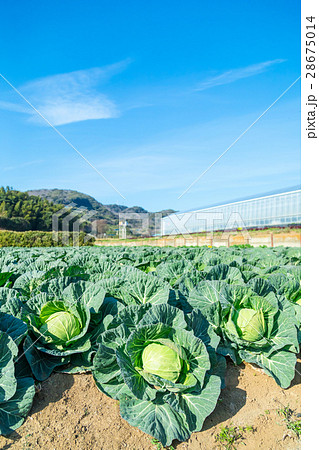 キャベツ　野菜　きゃべつ　農家　農業　TPP　葉物野菜　 28675014