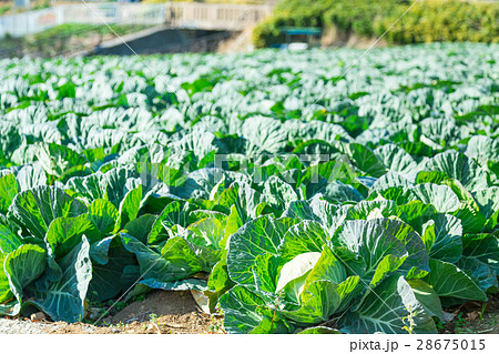 キャベツ　野菜　きゃべつ　農家　農業　TPP　葉物野菜　 28675015