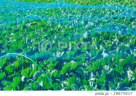 キャベツ　野菜　きゃべつ　農家　農業　TPP　葉物野菜　 28675017