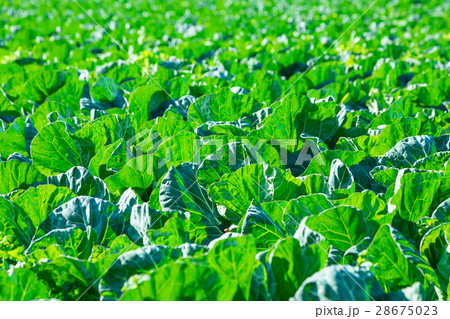 キャベツ　野菜　きゃべつ　農家　農業　TPP　葉物野菜　 28675023