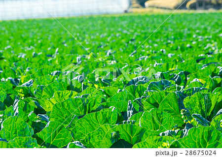 キャベツ　野菜　きゃべつ　農家　農業　TPP　葉物野菜　 28675024